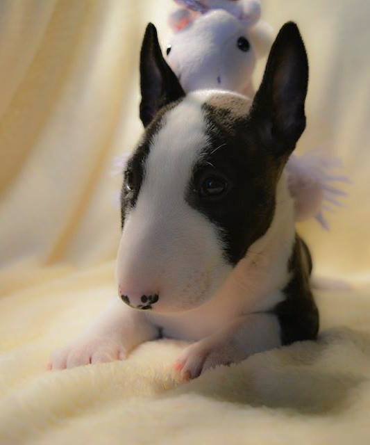 Cini-Mini Agent Arzén (Arzén) - Miniature English Bull Terrier